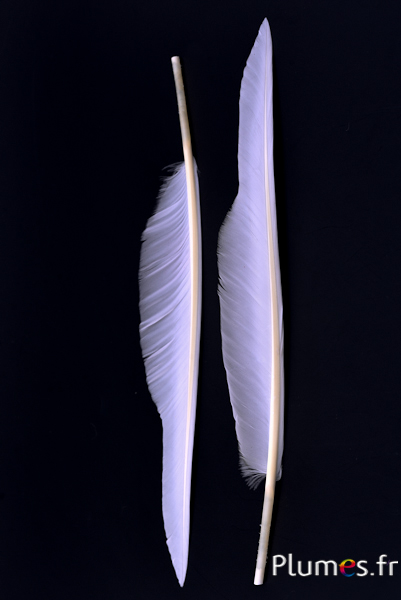 Cygne lame - 28-33 cm - blanc